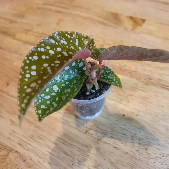 Begonia 'Maculata' polka dot begonia Small Plant - Picture 6 of 10